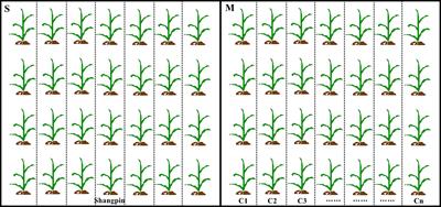 Population structure and mixed reproductive strategies in Bipolaris maydis from single and multiple corn cultivars in Fujian Province, China